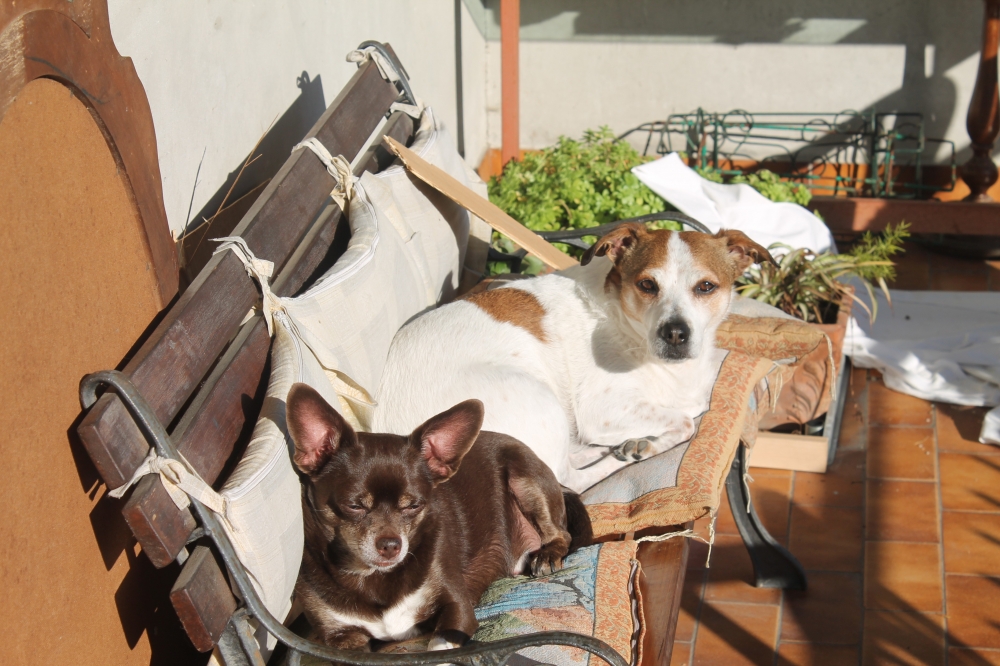 I nostri cuccioli! - chellini family